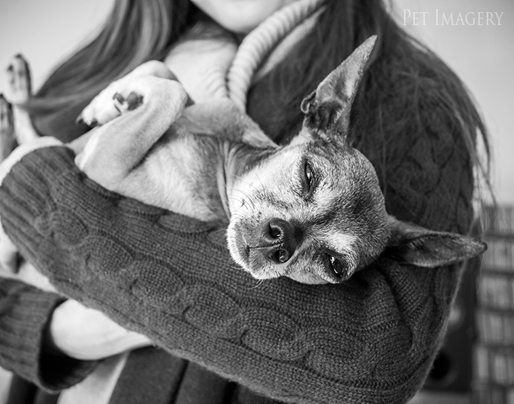 chihuahua, best pet photography, kaplan, pa