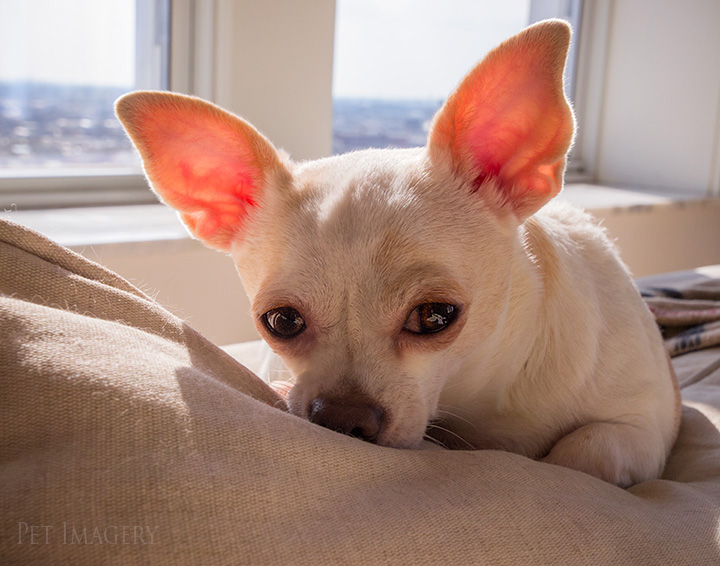 chihuahua, best pet photography, kaplan, pa