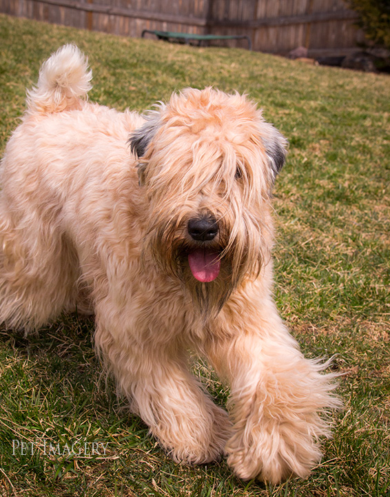 soft coated wheaten terrier kaplan best pet photography