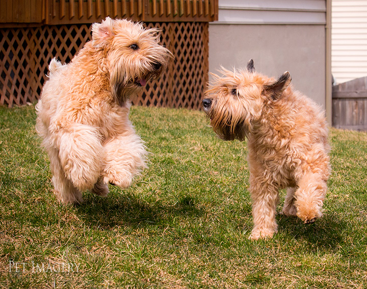 soft coated wheaten terrier kaplan best pet photography