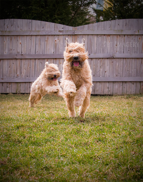 soft coated wheaten terrier kaplan best pet photography