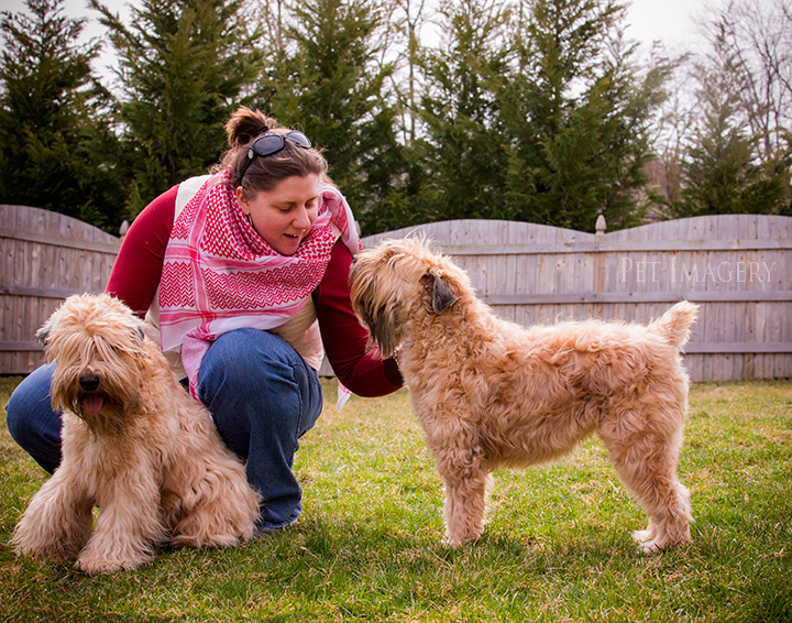 soft coated wheaten terrier kaplan best pet photography