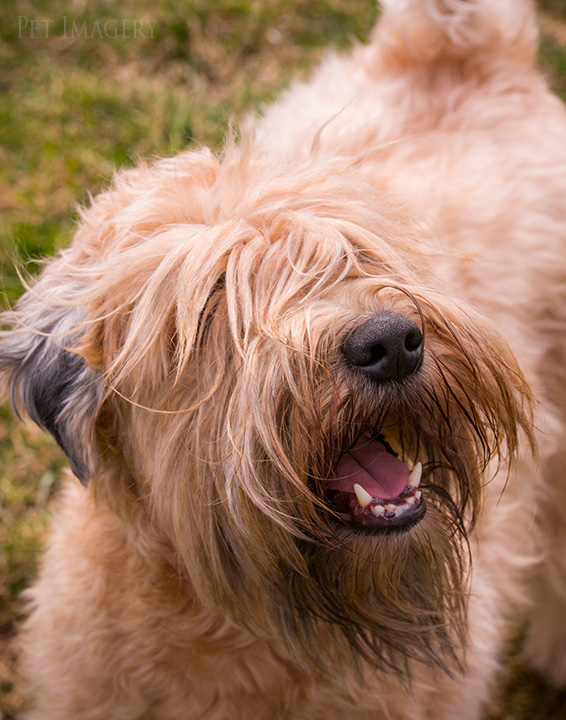 soft coated wheaten terrier kaplan best pet photography