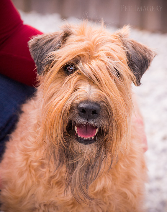 soft coated wheaten terrier kaplan best pet photography