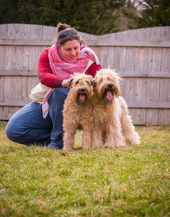 soft coated wheaten terrier kaplan best pet photography