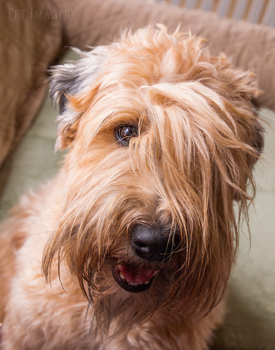soft coated wheaten terrier kaplan best pet photography