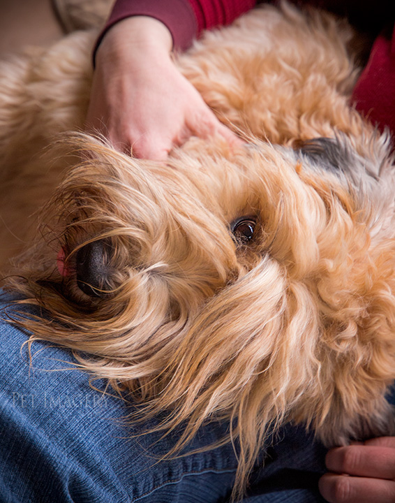 soft coated wheaten terrier kaplan best pet photography