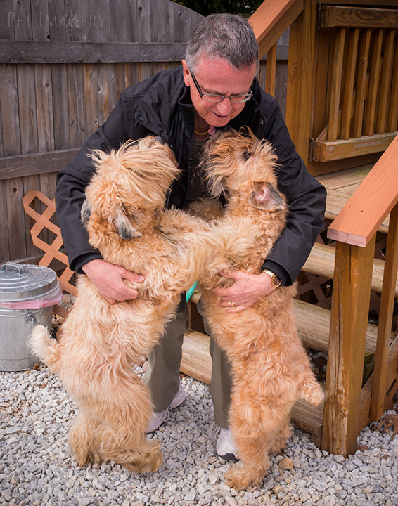 soft coated wheaten terrier kaplan best pet photography