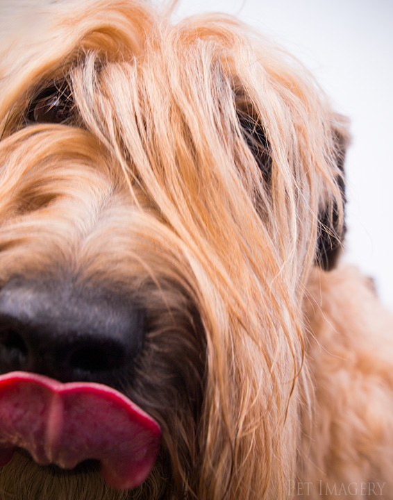 soft coated wheaten terrier kaplan best pet photography