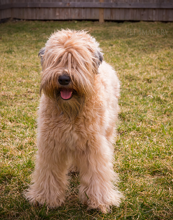 soft coated wheaten terrier kaplan best pet photography