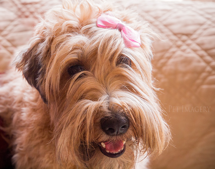 soft coated wheaten terrier kaplan best pet photography