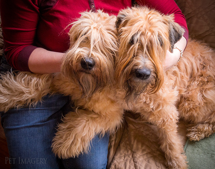 soft coated wheaten terrier kaplan best pet photography