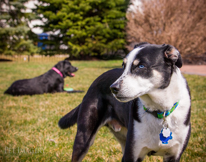 pet photography kaplan