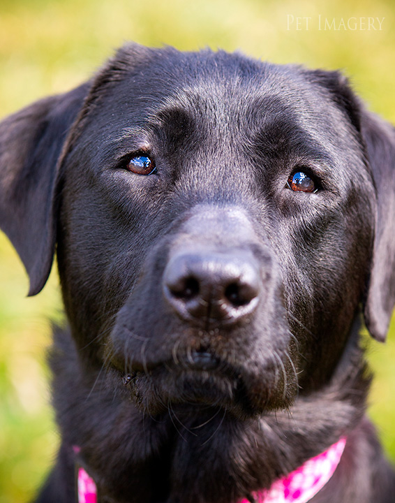 pet photography kaplan