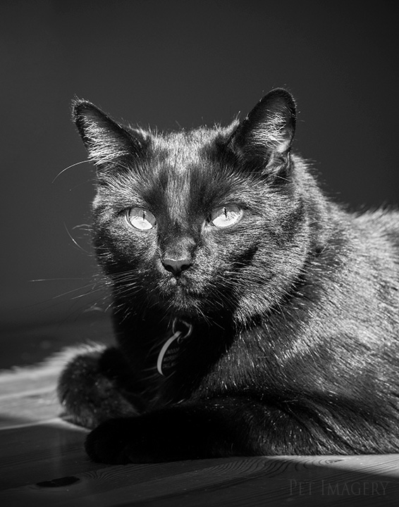 soda pop catching some rays _cat-photography-kaplan