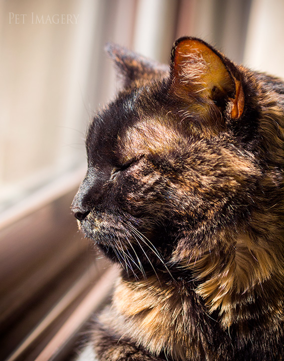 tabitha profile _cat-photography-kaplan
