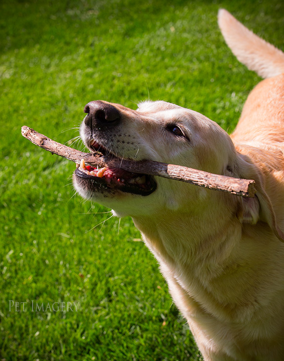 playing with sticks best dog photography kaplan