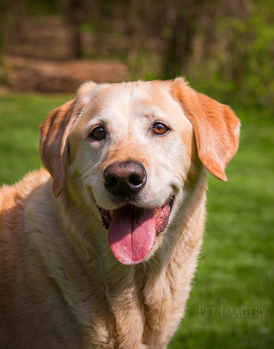 close up murphy best dog photography kaplan