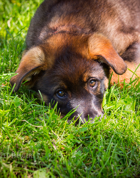 best pet photography pa kaplan