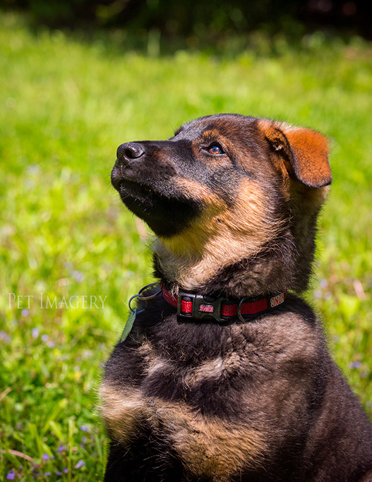 best pet photography pa kaplan