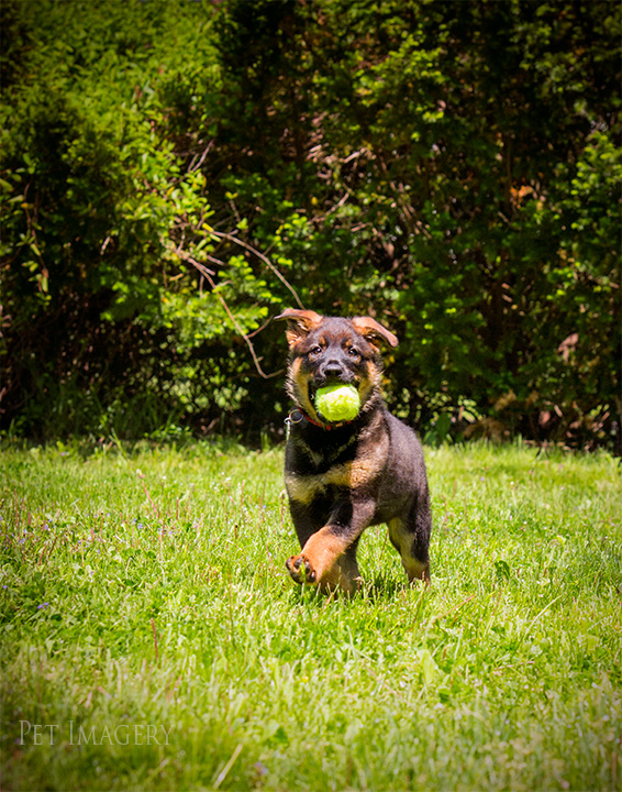 best pet photography pa kaplan