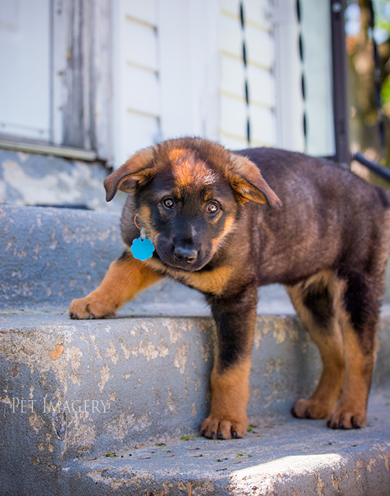 best pet photography pa kaplan