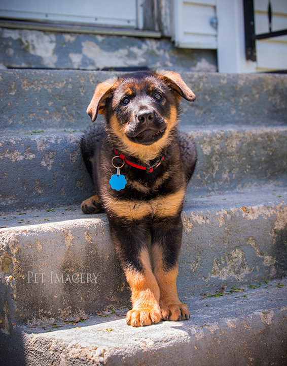 best pet photography pa kaplan