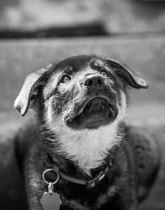 best pet photography pa kaplan