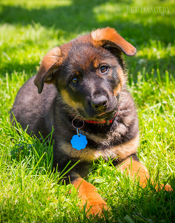 best pet photography pa kaplan