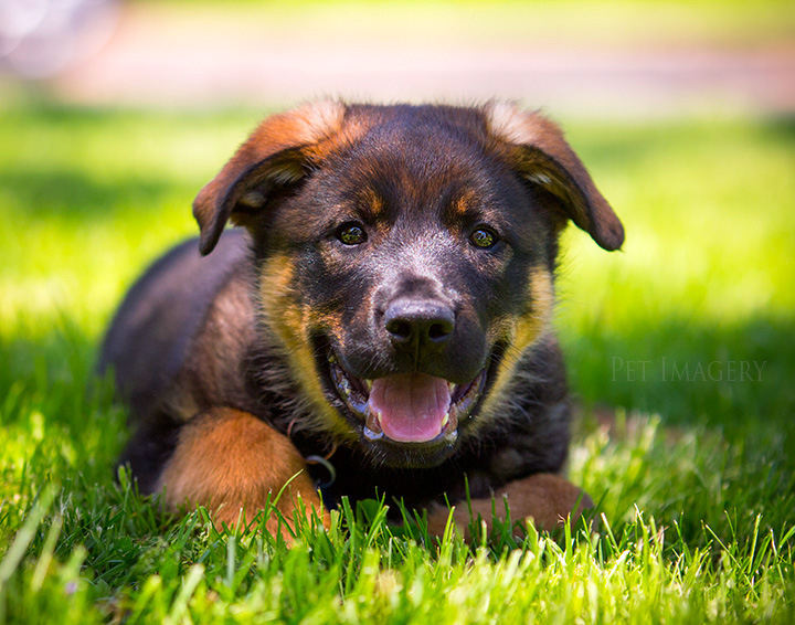 best pet photography pa kaplan