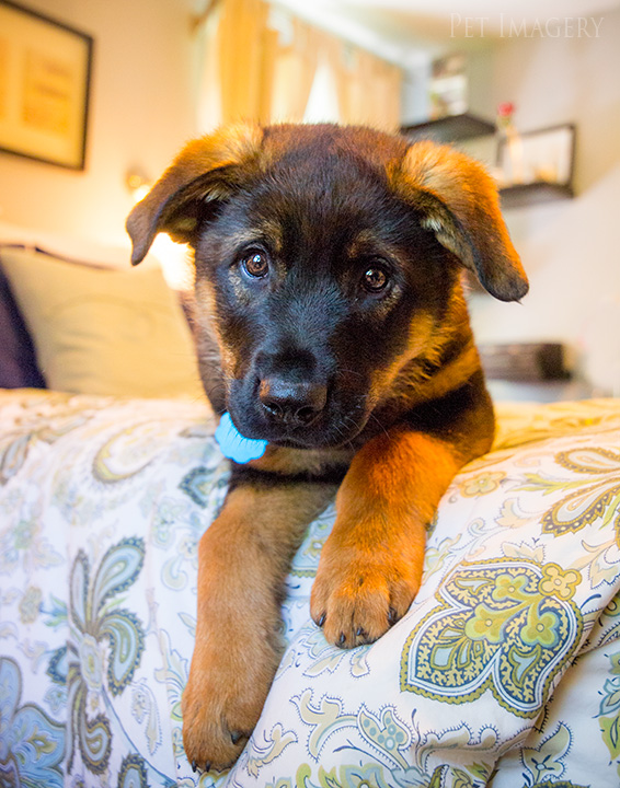 best pet photography pa kaplan