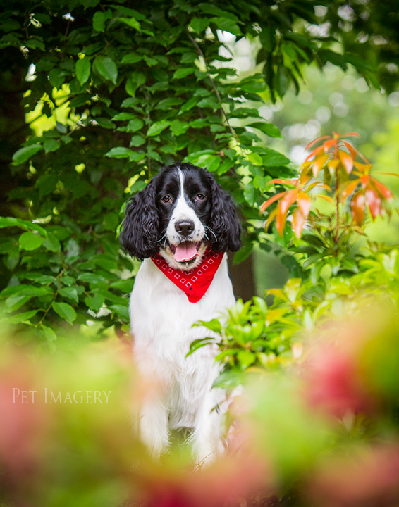 best pet photography kaplan pa