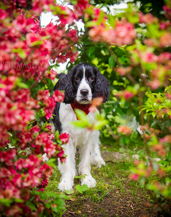 best pet photography kaplan pa