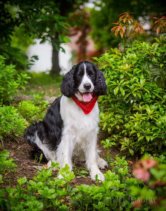 best pet photography kaplan pa