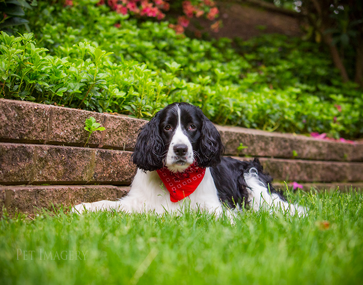 best pet photography kaplan pa