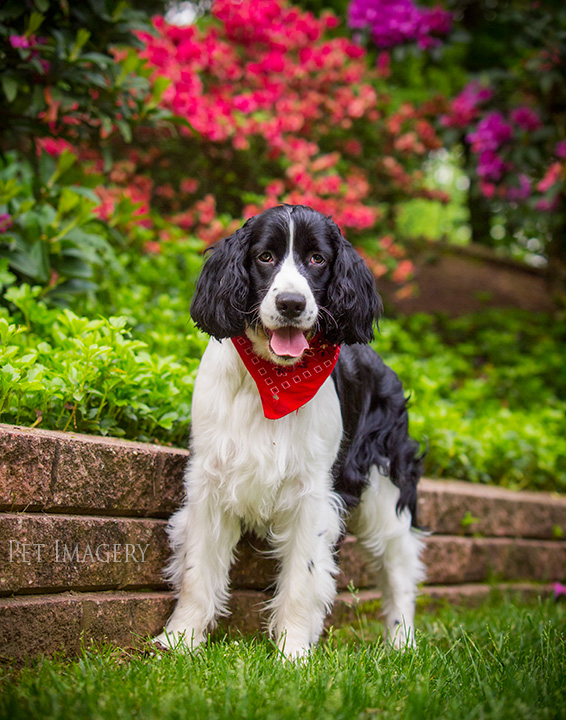 best pet photography kaplan pa