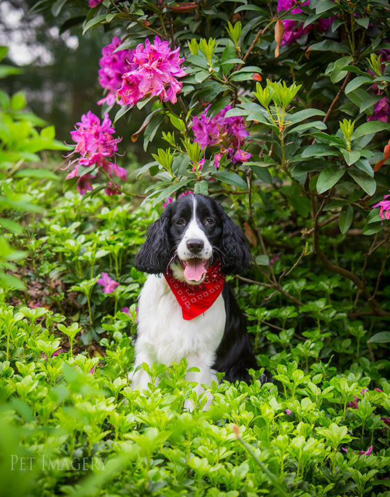 best pet photography kaplan pa