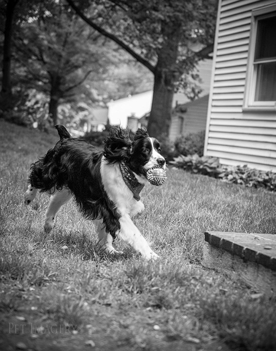 best pet photography kaplan pa