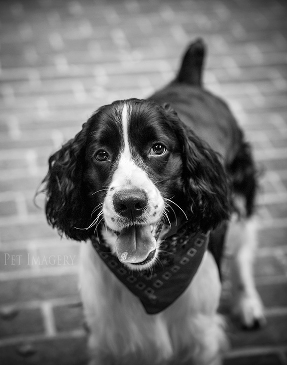 best pet photography kaplan pa