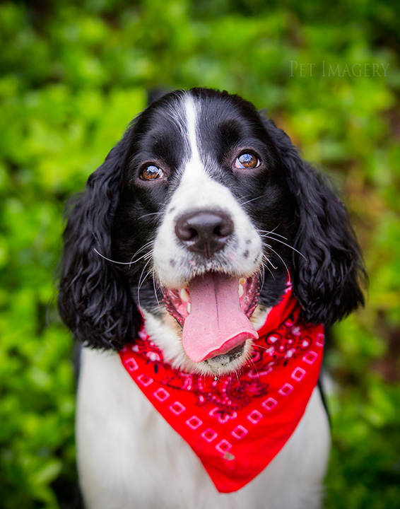 best pet photography kaplan pa