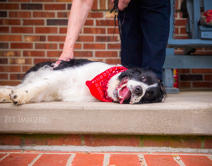 best pet photography kaplan pa