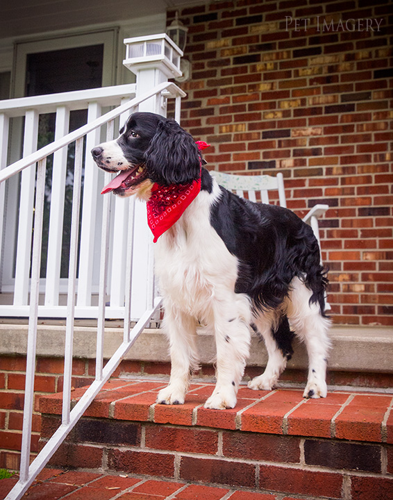 best pet photography kaplan pa