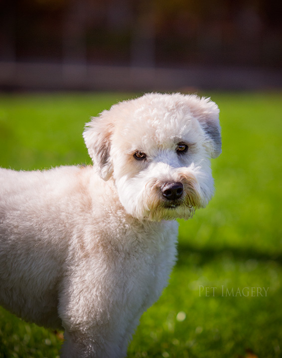 looking pretty in the grass best pet photography kaplan pet imagery pa