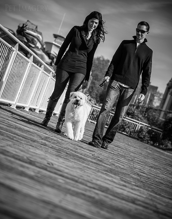 out for a stroll best pet photography kaplan pet imagery pa