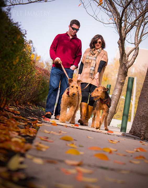 airedale terriers philadelphia pet photography kaplan