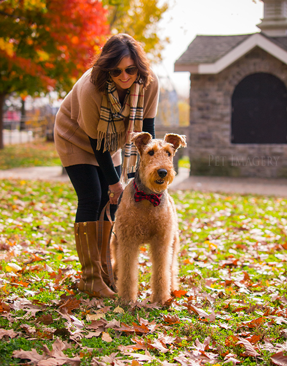 airedale terriers philadelphia pet photography kaplan