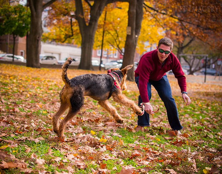 airedale terriers philadelphia pet photography kaplan