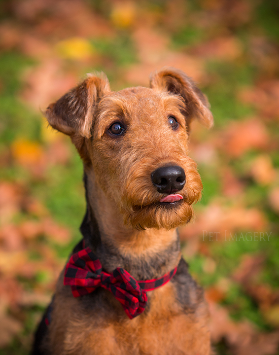 airedale terriers philadelphia pet photography kaplan
