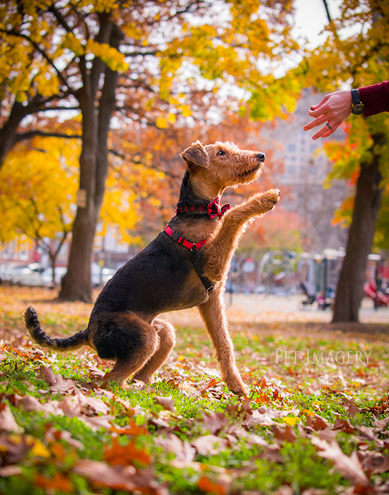 airedale terriers philadelphia pet photography kaplan