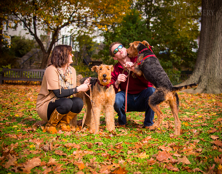 airedale terriers philadelphia pet photography kaplan